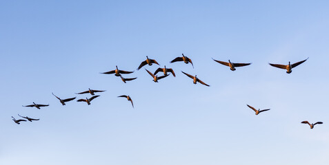 Flock of Canada Geese (Branta canadensis) flying in formation wildlife background. Birds in flight