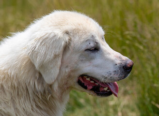 portrait of a white shepherd dog