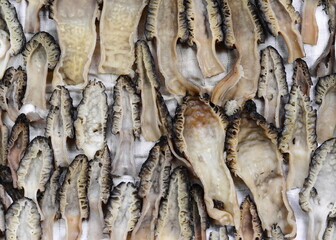 Morchella conica or Black Morel mushrooms ready for drying