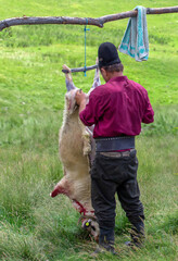 A shepherd traditionally slaughtering a sheep at the sheepfold in the Calimani mountains - Romania...
