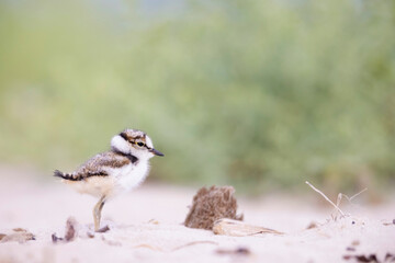 Little ringed plover chick on the beach,  shorebirds