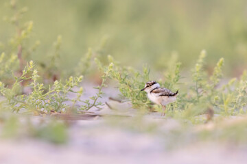 Little ringed plover chick on the beach,  shorebirds