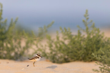 Little ringed plover chick on the beach,  shorebirds