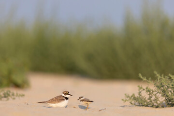 Little ringed plover protects its chicks underneath it on the beach 