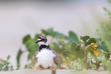 Naklejka premium Little ringed plover protects its chicks underneath it on the beach 