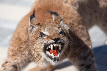 Zelfklevend Fotobehang A lynx with an open mouth. © Ilya