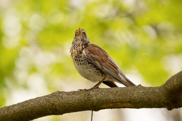 Turdus pilaris Sitting on a tree branch in the woods, close-up, selective focus.