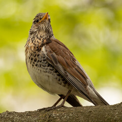Turdus pilaris Sitting on a tree branch in the woods, close-up, selective focus.