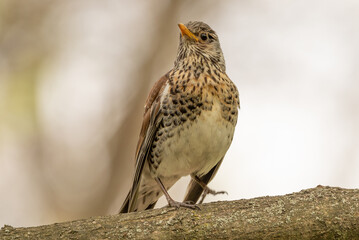 Turdus pilaris Sitting on a tree branch in the woods, close-up, selective focus.