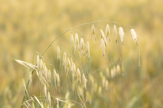  Wild oats, avena sativa on blurred background