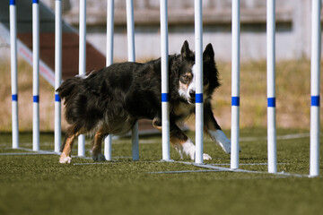 Purebred active black and white border collie running dog agility slalom course with full...