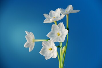Naklejka na ściany i meble Paperwhite Narcissus flowers