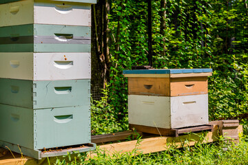 Behives with Visible Bees and Trees in the Backgr0und