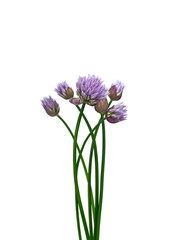 Chives with Flowers isolated on white background. Blooming chives.
