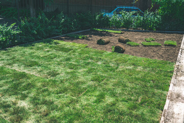 Creating a beautiful green lawn from a rolled lawn. The process of laying the finished fresh lawn rolls on the ground. Rolling a lawn in sunny weather in the backyard.