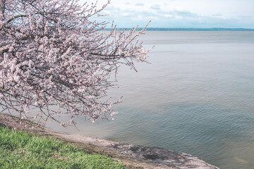 Blossoming sakura against the background of the sea. Beautiful blooming cherry on a light background near the water.