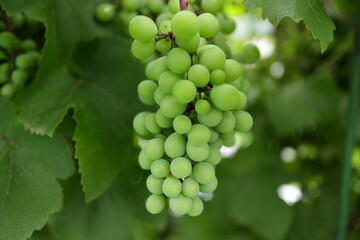 未熟なブドウの実