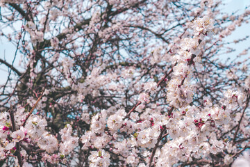 Sakura blossoming branch close up. Beautiful blooming cherry on a light background.