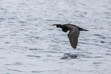 Cormorant flying over water - 444478963