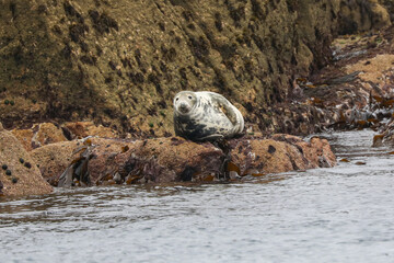 Grey Seal at Annet rocks in the Isles of Scilly - 444478975