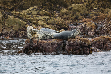 Grey Seal at Annet rocks in the Isles of Scilly - 444478983
