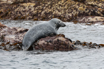 Grey Seal at Annet rocks in the Isles of Scilly - 444478984