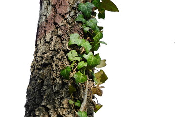 Green ivy growing on tree bark isolated on white. - obrazy, fototapety, plakaty