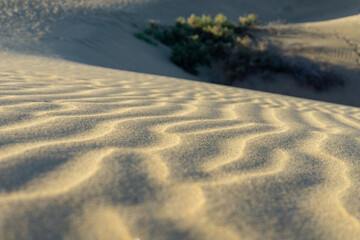 Desert closeup.
