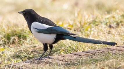 Eurasian or common magpie Pizza pica sitting on the grass
