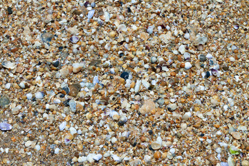 Top view of multi-coloured seashells and their parts on the seashore with sun glare
