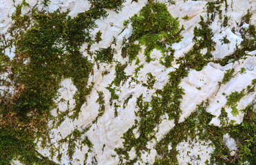 Light Stone texture with moss. close up detail.