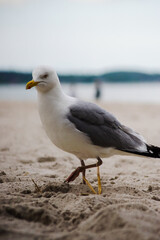 Eine Seemöve am Strand und verlangt nach einer Mahlzeit.