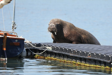 Wally the Walrus, a recent visitor to the Isles of Scilly - 444479543