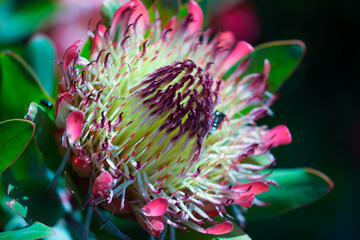 Close up of an exotic Protea flower - 444479553