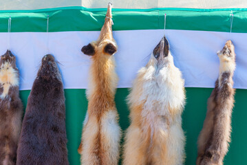 Skins of wild animals on the yurt.