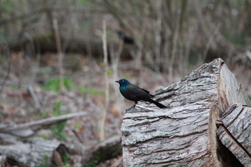 bird on a log