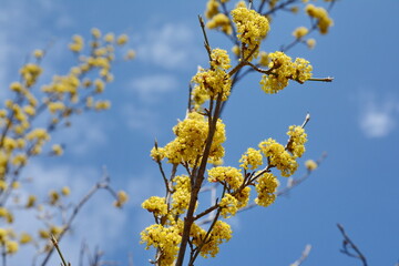 branches with flowers of European Cornel (Cornus mas) in early spring. Cornelian cherry, European cornel or Cornelian cherry dogwood (Cornus mas) flovering. Early spring flowers in natural habitat