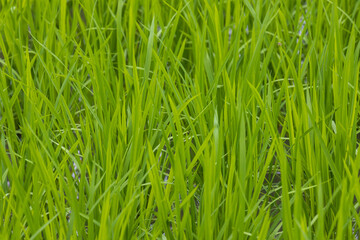Green grassy field up close