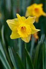 yellow daffodils in spring