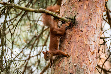 Squirrel jumping on the tree. Upside down position.