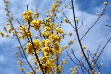 branches with flowers of European Cornel (Cornus mas) in early spring. Cornelian cherry, European cornel or Cornelian cherry dogwood (Cornus mas) flovering. Early spring flowers in natural habitat