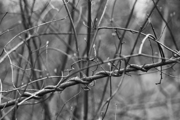 Monochrome vines