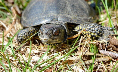 The European pond turtle (Emys orbicularis), also called the European pond terrapin and European pond tortoise.