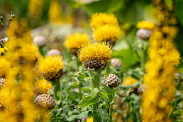Close up of vibrant yellow thistle flower heads