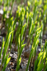 Close-up of green leaves of lily of the valley Convallaria majalis in the spring forest.