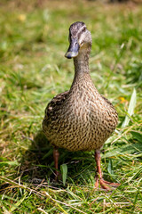 Close up front on view of female Mallard duck walking on grass