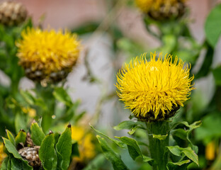 Close up of a vibrant yellow thistle flower head