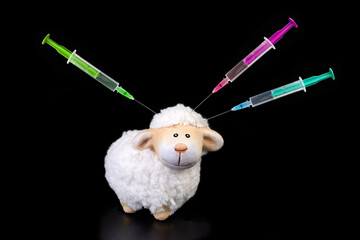 Syringes sticking in sheep head