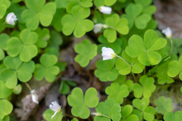 Clover Carpet in forest, top view.