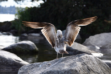 Closeup rear view of seagull (Larus occidentalis) standing on the rock spreading its wings.